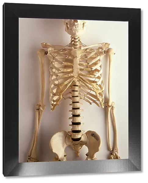 Upper part of human skeleton, skull, spinal column, ribcage, shoulders, collar bones, upper arms and pelvis, front view
