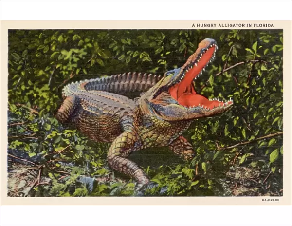 Alligator with Mouth Open. ca. 1936, Florida, USA, A HUNGRY ALLIGATOR IN FLORIDA