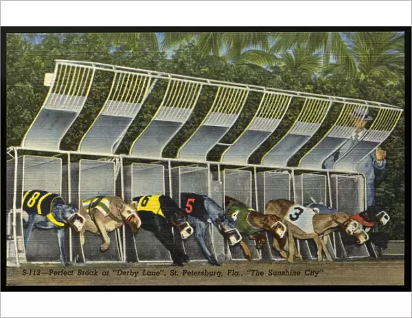 Start of a Greyhound Dog Race. ca. 1949, Saint Petersburg, Florida, USA