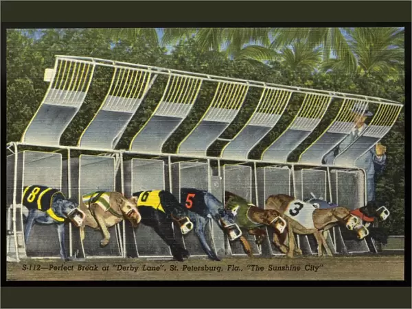 Start of a Greyhound Dog Race. ca. 1949, Saint Petersburg, Florida, USA