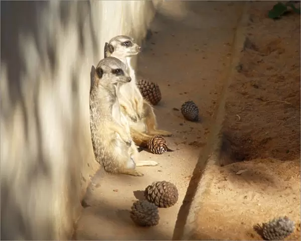 Meerkats in deep thought at Sydney zoo, Australia
