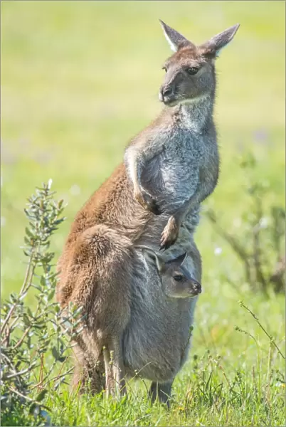Kangaroo with baby joey in its pouch. Australia