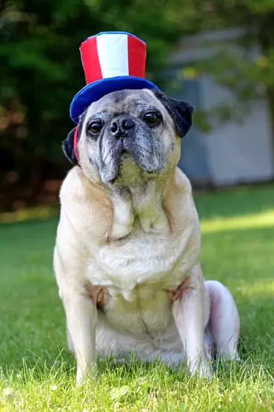 Patriotic pug