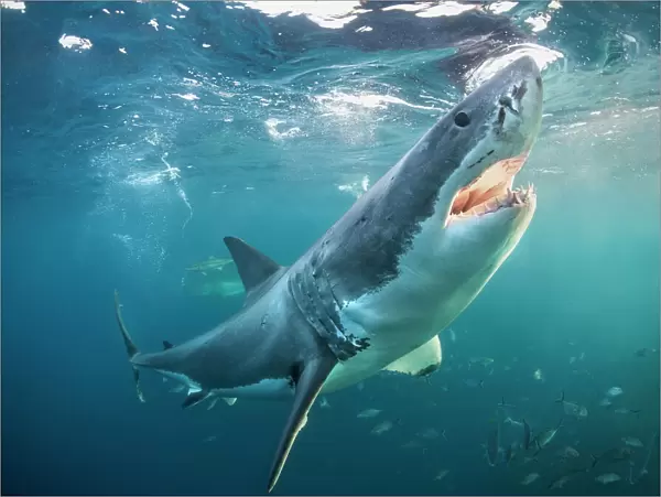 Great white shark with open jaws