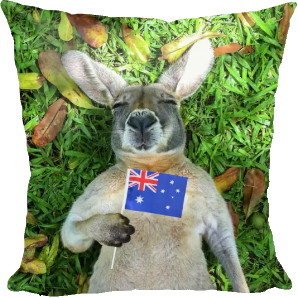 Australian Kangaroo sleeping with Australian Flag