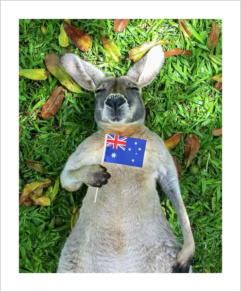 Australian Kangaroo sleeping with Australian Flag