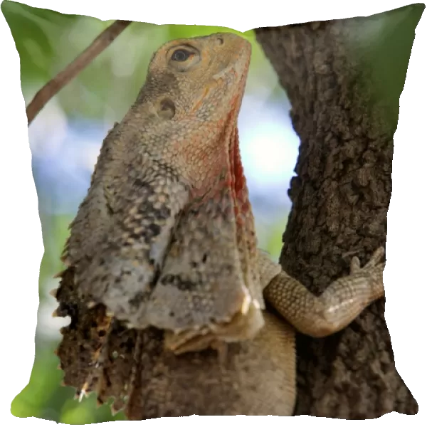 The frilled-neck lizard in a tree