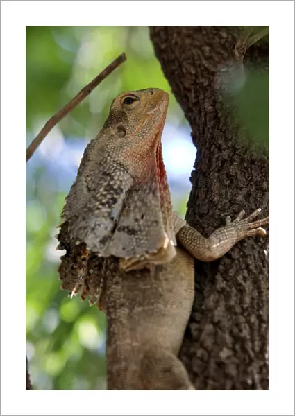 The frilled-neck lizard in a tree