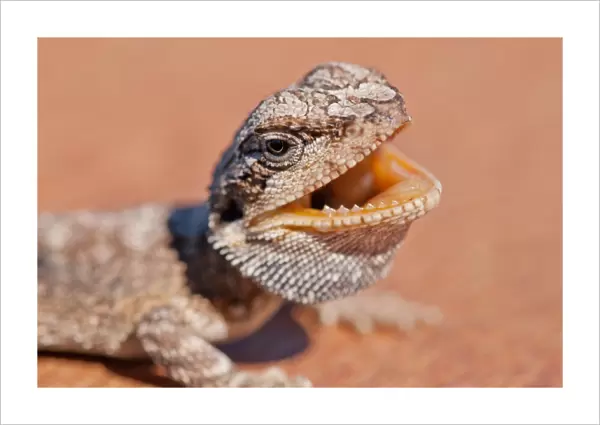 Bearded dragon lizard