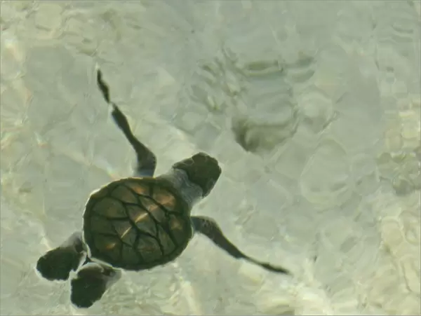 Baby Sea Turtle Swimming out to Sea