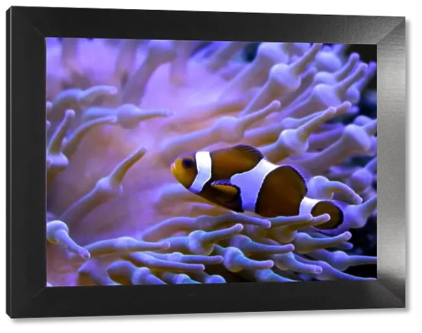 Clownfish. A clownfish heading for the safety of home