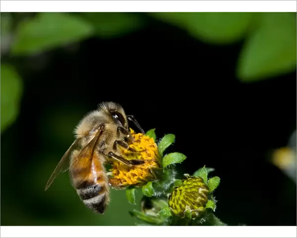 Macro of an Honey bee on a flower