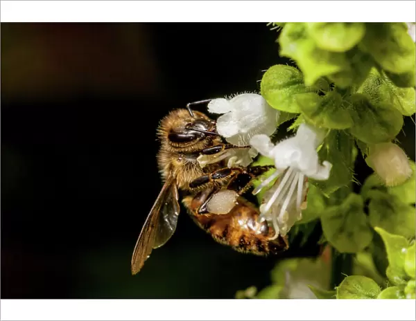 Honey bee macro and flower