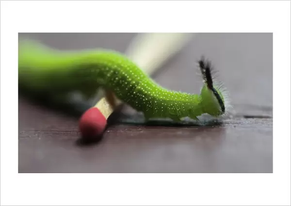 Caterpillar walking over matchstick