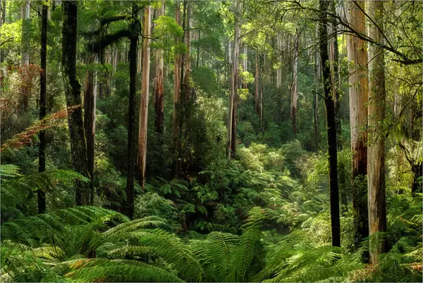 Australian forest