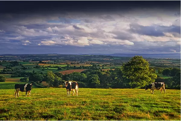 Afternoon light in the rolling countryside of Hampshire, England