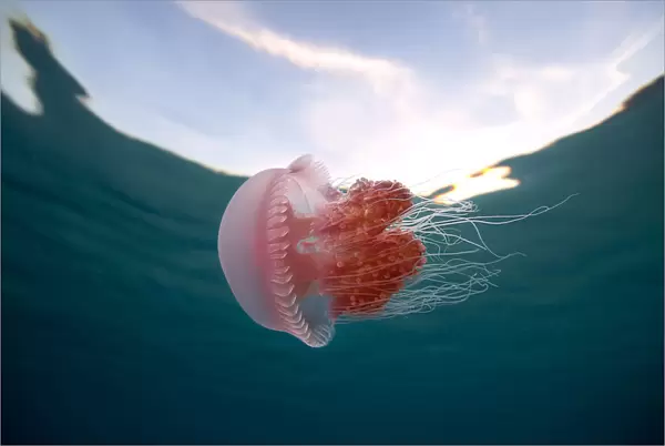Pink Jellyfish