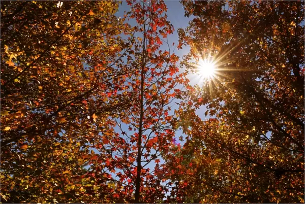 autumn colour leaves with sun star