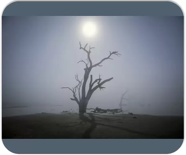 Foggy morning with dead tree in swamp