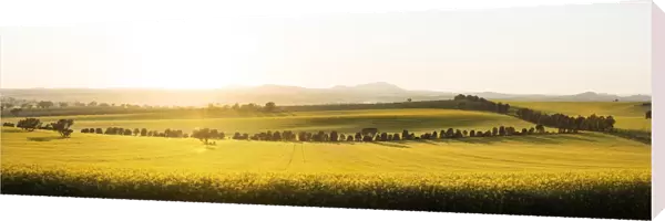 Canola field sunrise light country yellow