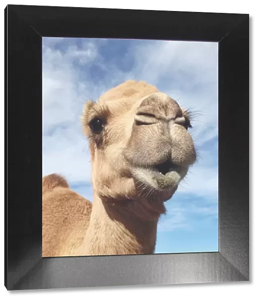 Dromedary camel looking at the camera