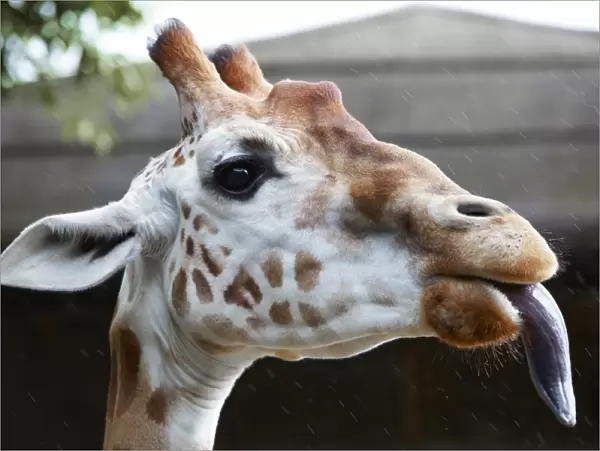 Portrait of Giraffe with tongue out