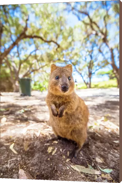 A Quokka marsupial on Rottnest Island, Western Australia