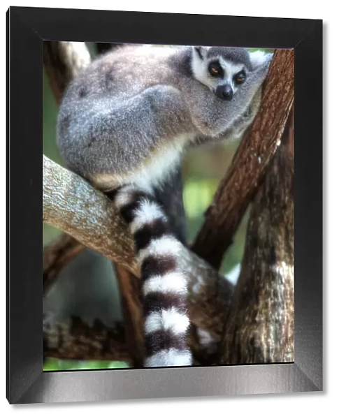 A Sleepy Ring-Tailed Lemur, Island of Madagascar