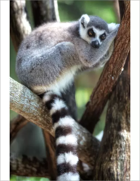 A Sleepy Ring-Tailed Lemur, Island of Madagascar
