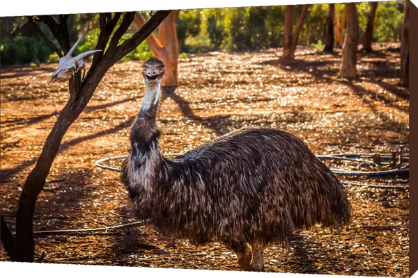 Emu in Kalgoorlie