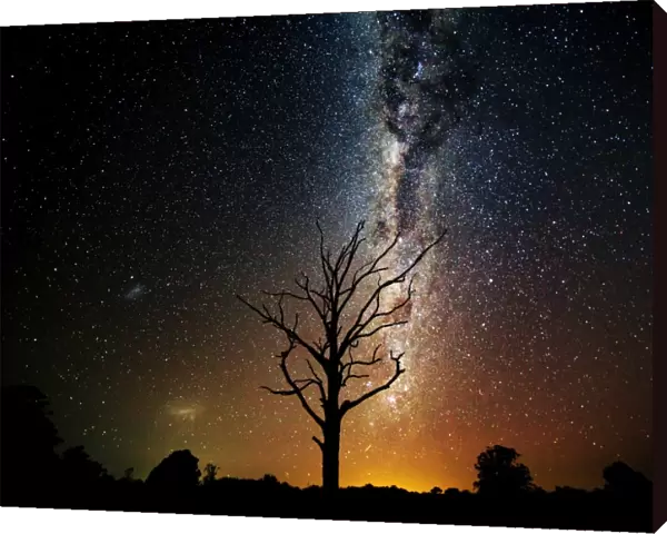 Milky Way over old dead tree