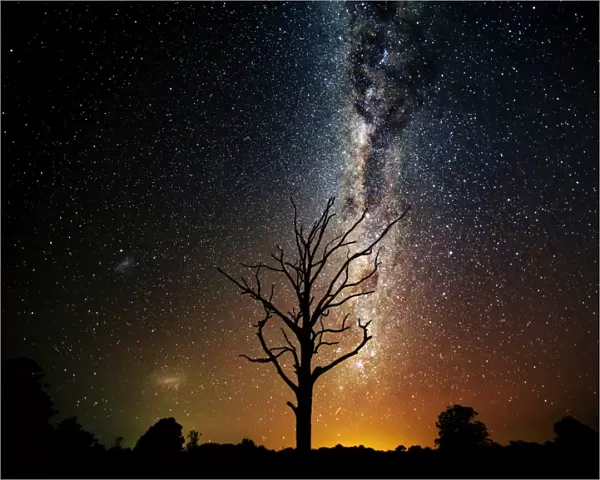 Milky Way over old dead tree