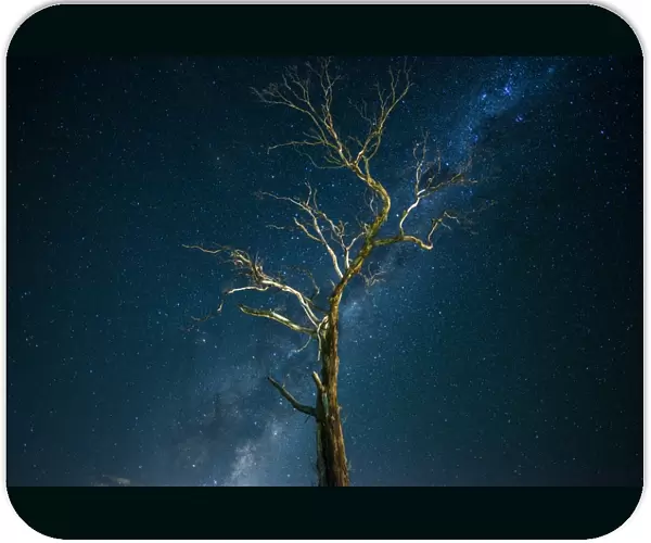 Tree with Milky way
