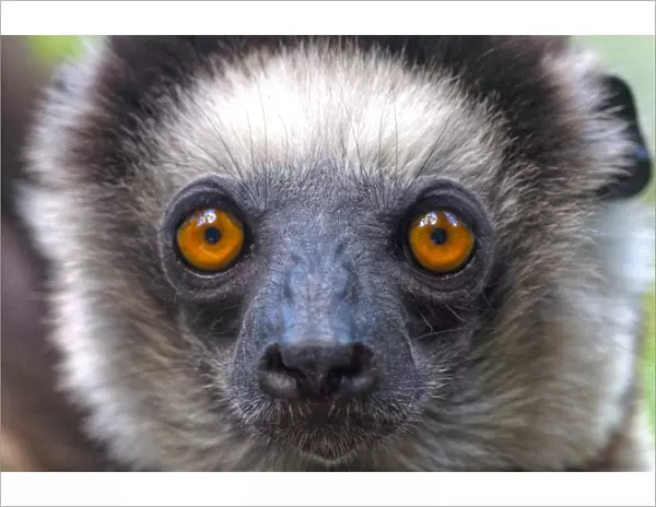 Madagascar lemur face close up eye contact