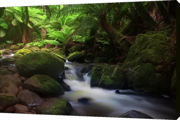Tasmania rainforest