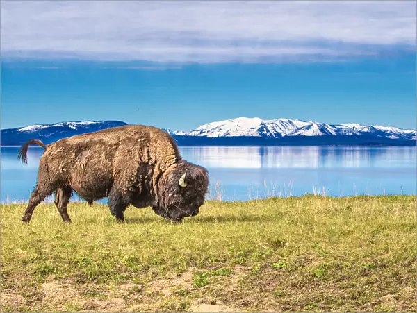 Buffalo grasing in Yellowstone National Park