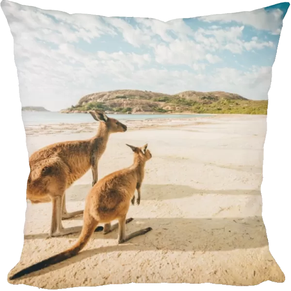 Esperance beach Kangaroos