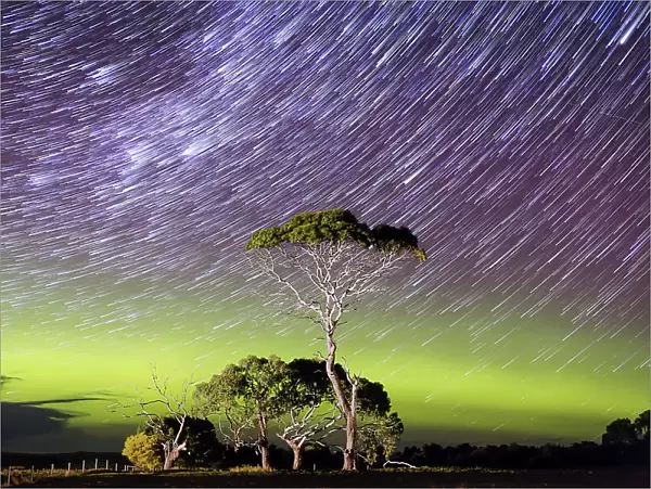 Star Trails over a bright green arc of aurora with an illuminated tree in the foreground