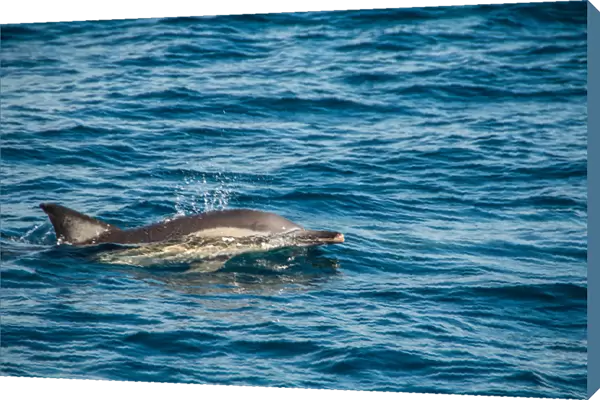 Dolphin swimming in the ocean