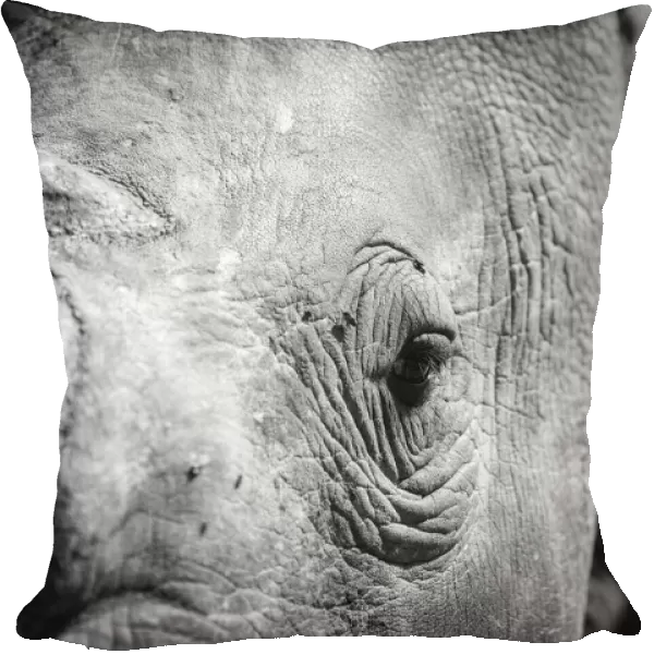 Close up portrait of a rhino