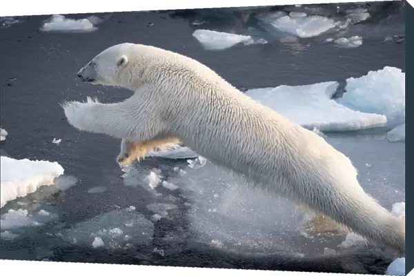 Polar Bear leaping at full stretch as it jumps over water