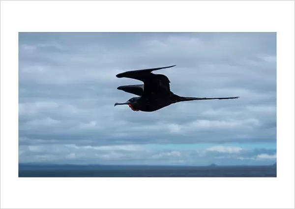 Magnificent Frigatebirds in flight, GalAapagos Islands