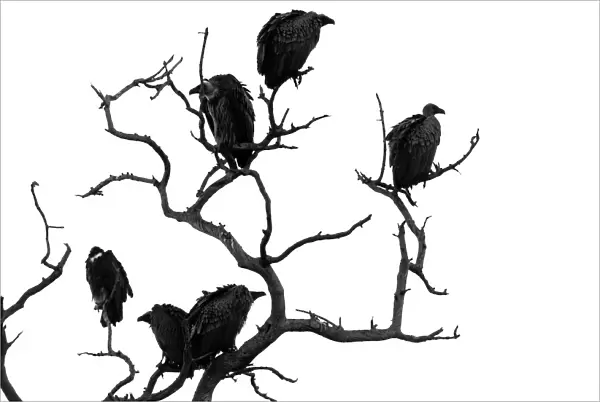 Flock of vultures perched in a dead tree