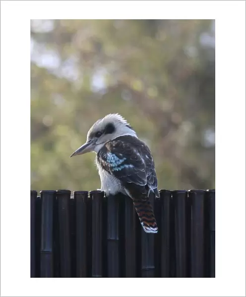 Kookaburra Visit