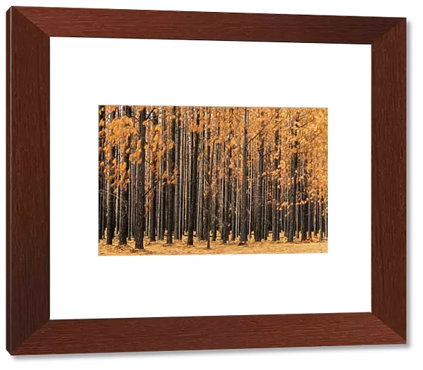 Burnt Pine trees in a pine tree plantation with brown leaves and black trunks