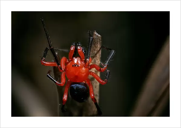 Red and Black Nicodamidae spider