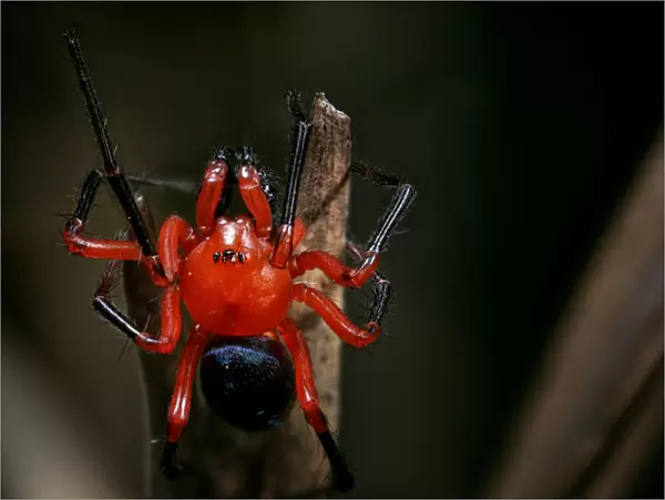 Red and Black Nicodamidae spider