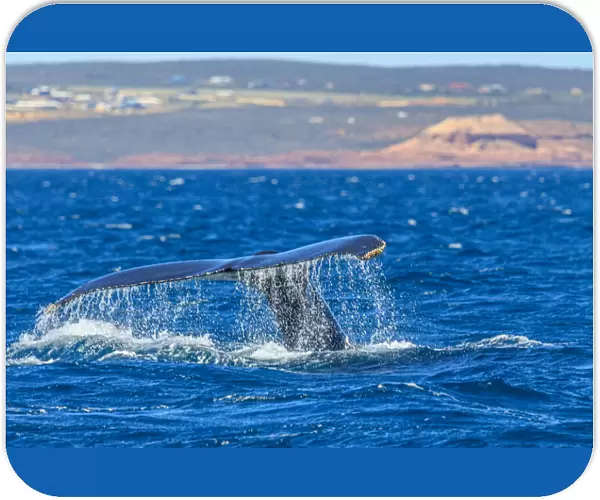 Humpback Whale - Kalbarri, Western Australia