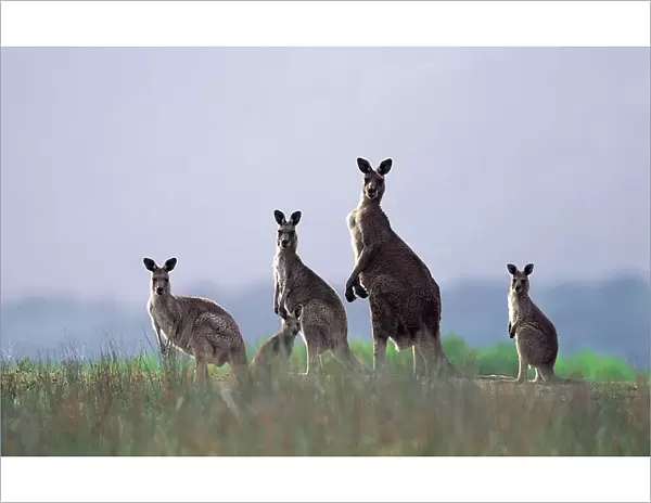 Eastern Grey Kangaroos (Macropus giganteus) Wilsons Promontory National Park, Australia