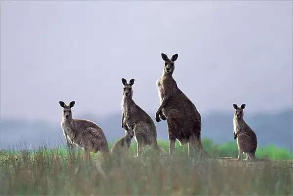 Eastern Grey Kangaroos (Macropus giganteus) Wilsons Promontory National Park, Australia